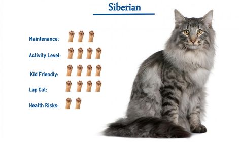 Siberian Cat Breed… Everything That You Need to Know at a Glance! Cats Siberian, Cat Hypoallergenic, Cat Siberian, Cat Breeds Ragdoll, Cat Personality, Russian Cat, Siberian Cats, Hypoallergenic Cats, Cat Tattoo Designs