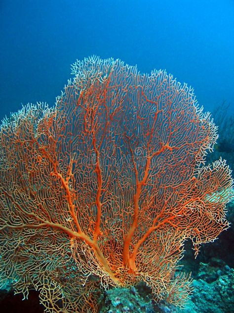 Ocean Plants Underwater, Coral Types, Gorgonian Coral, Coral Photography, Coral Reef Painting, Coral Under The Sea, Ceramic Coral Reefs, Coral Reef Photography, Ocean Coral Reef