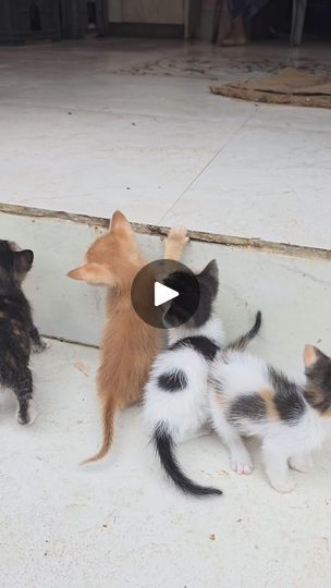 Sneak Attack, Cat Garden, Brown Cat, Baby Deer, Funny Cute Cats, Cute Kittens, Kitten Adoption, Rescue Dogs, Cats Meow