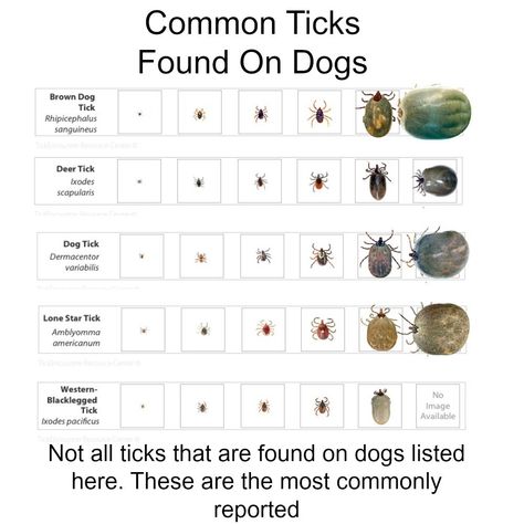 So You Found A Tick On Your Dog, Here's What You Should Do Next - My Brown Newfies Types Of Ticks, Cell Phone Pictures, Deer Ticks, Ticks On Dogs, Tick Removal, The Tick, Tick Bite, American Dog, Pet Corner