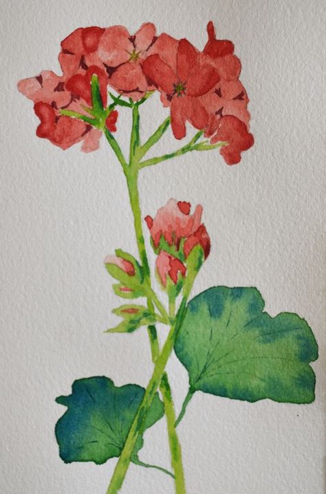 Red Geraniums, Watercolor Projects, Watercolor Paintings Easy, Watercolor Flower Art, Easy Watercolor, Beginner Painting, Watercolor Inspiration, Flowers And Leaves, Painting Projects