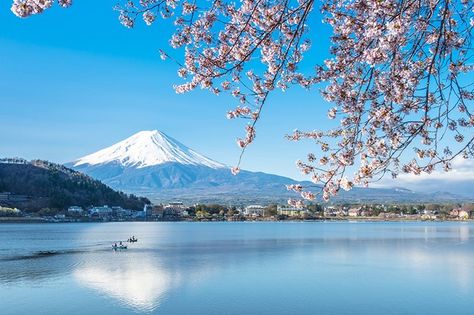 Japanese Cherry Blossom - the best places to see sakura (houseandgarden.co.uk) Odyssey Of The Mind, Asia Cruise, Japanese Blossom, Cherry Blossom Japan, Mont Fuji, Sea Of Japan, Cherry Blossom Season, Princess Cruises, Japanese Cherry Blossom