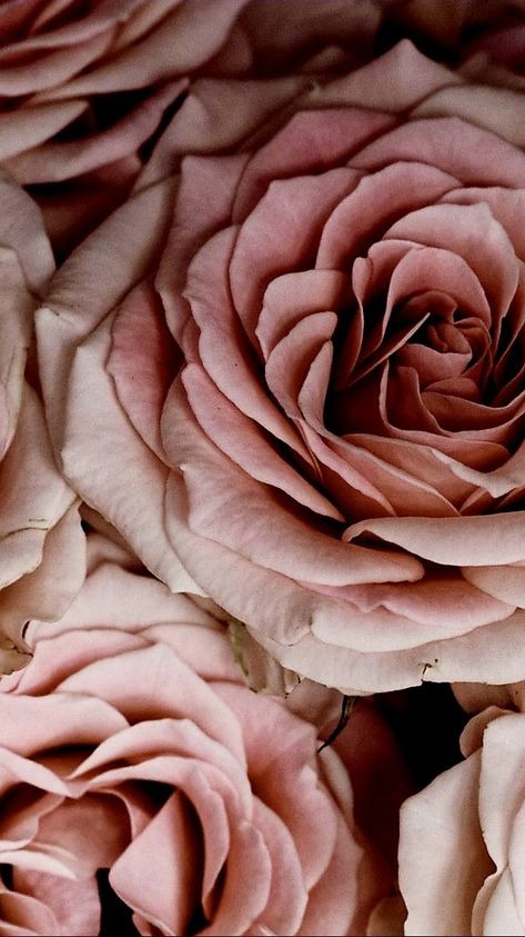 Rose Color Aesthetic, Burnt Pink Aesthetic, Moodboard Rose, Old Rose Aesthetic, Burnt Rose Aesthetic, Light Mauve Aesthetic, Muted Pink, Dusty Pink Asthetics, Old Rose Wallpaper Aesthetic