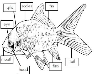 Mrs. I's Class: Label the Parts of a Fish (freebie) Fish Science, Salmon Life Cycle Craft, Parts Of A Fish Preschool, Parts Of A Fish, Fish Unit Study, Animals That Live In Water Worksheets, The Rainbow Fish, Fish Life Cycle, Fish Information