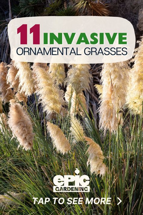 Tall, pampas grass with fluffy, feather-like leaves on top of thick, tall, green steams. Ornamental Grass Landscape, Grass Landscape, Ornamental Grass, Perennial Grasses, Grass Type, Grasses Landscaping, Grasses Garden, Ornamental Grasses, Drought Tolerant