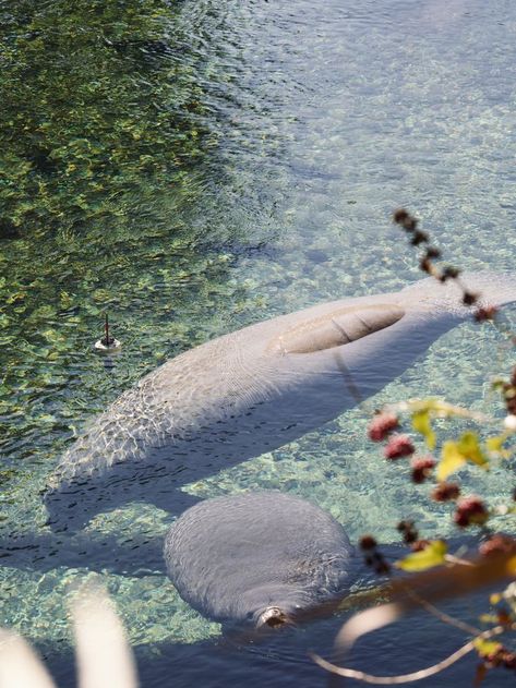 What a magical experience swimming with manatees in Florida. Fun facts - how, when and where to see the manatees up close in Florida! | travelling Florida | manatees in the wild | wildlife in Florida | where to se manatees in Florida | swimming with manatees| manatees in Florida | winter activities in Florida | must do in Florida| bucket list activities | bucket list Florida | how to see manatees | travel bucket list Florida | wildlife adventures Florida | manatees Wild Florida, Manatee Lagoon, Florida Manatees, Crystal River Manatees, Manatee Swimming Florida, Florida Flora And Fauna, Swimming With Manatees, Manatee Florida, Blue Springs State Park