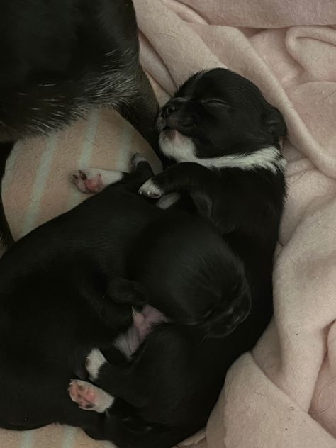 newborn dog puppies cute black chihuahua small pets inspo doggo pup adorable Newborn And Dog, Black Chihuahua, Puppies Cute, Newborn Puppies, Dog Puppies, New Puppy, Cute Black, Small Pets, Chihuahua