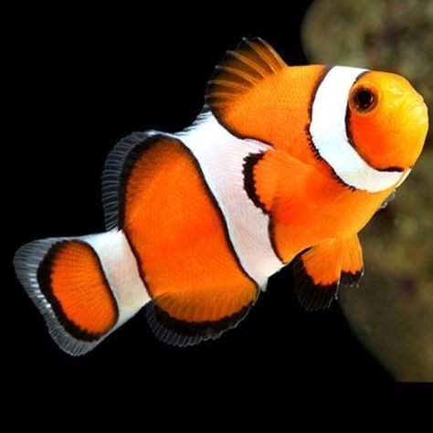 Fauna Marina, Clownfish, Beautiful Sea Creatures, Underwater Creatures, Pet Fish, Aquatic Animals, Saltwater Aquarium, Beautiful Fish, Clown Fish