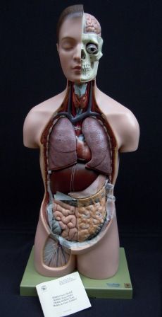 http://www.skinnerandhyde.co.uk/item_detail.php?id=1065&ti=Adam+Rouilly+Human+Anatomical+Torso+Model Human Inside Anatomy, Operating Table, Human Organ, Chest Opening, Idea Board, Ap Art, Human Anatomy, Tattoo Inspo, Clay Projects