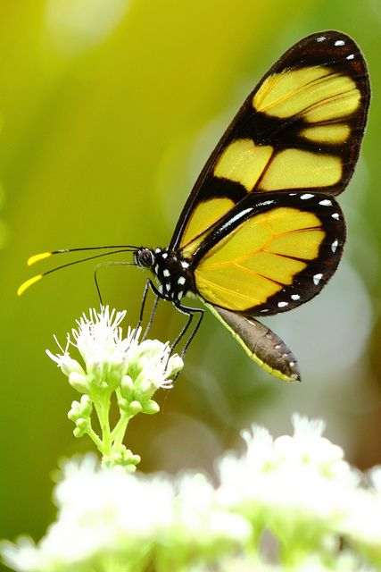 Yellow Black Butterfly, Photo Papillon, Pretty Butterfly, 강아지 그림, Butterfly Photos, Beautiful Bugs, Butterfly Pictures, Butterfly Kisses, Airbrush Art