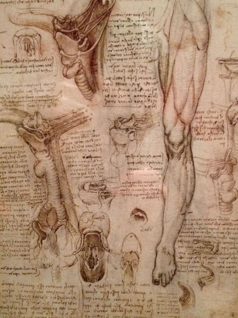 Drawings by Leonardo Da Vinci analyzing the anatomy of human legs. Body Map, Human Anatomy Drawing, Human Anatomy Art, Anatomy Sketches, Anatomy For Artists, Anatomy Study, Anatomy Drawing, Medical Illustration, Anatomy Reference