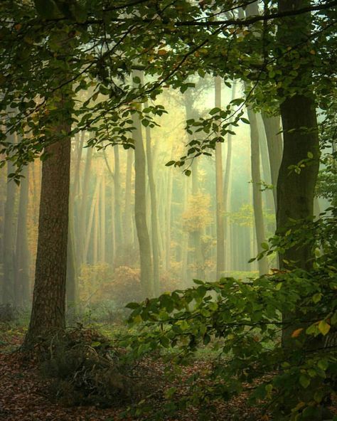 Misty Woods, Wooded Landscaping, Tree Magic, Enchanted Wood, Forest Path, Misty Forest, Woodland Scene, Fantasy Forest, Walk In The Woods