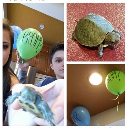 The turtle! <3 Turtle Promposal, Prom Proposal, Prom