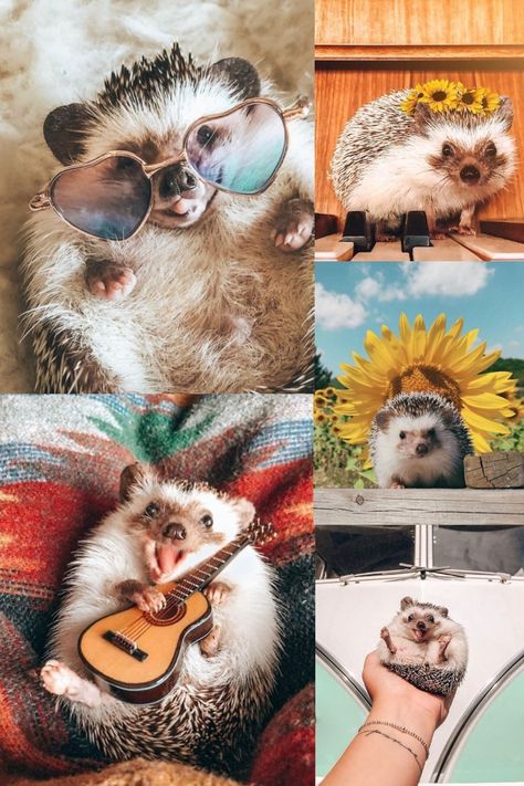 This wallpaper is for the hedgehog lovers out there. This is a costom wallpaper made by me. Hope you enjoy the hedgehogs!!! Pictures Of Hedgehogs, Cute Hedgehog Wallpaper, Cute Hedgehogs, Cute Hedgehog Pictures, Hedgehog Collage, Hedgehog Aesthetic, Hedgehog Photography, Hedgehog Wallpaper, Hedgehog Pictures