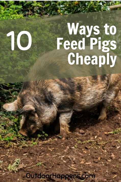 Pig Keeping, Cheap Pig Pen Ideas, Pig Feed Recipes, Pig House Ideas, Pigs Farming Livestock, Pig Pen Ideas, Pig Trough, Pig Shelter, Hog Farm