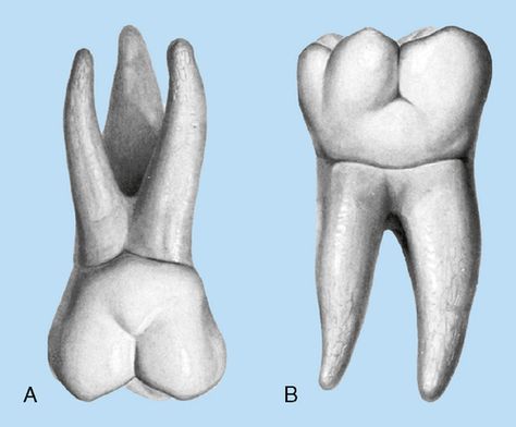 image Molar Tooth Drawing, Draw Teeth, Tooth Drawing, Smile Tips, Teeth Anatomy, Teeth Drawing, Dental Aesthetics, Molar Tooth, Dentistry Student