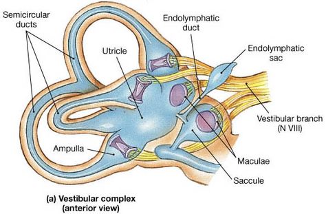 Nervous System Anatomy, Ear Anatomy, Eye Facts, Vestibular System, Eye Anatomy, Sensory System, Medical Careers, Medical School Essentials, Human Body Systems