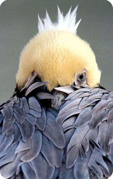 Exotic Birds, Pretty Birds, Colorful Birds, Little Birds, Galveston, Monday Morning, Animal Photo, Bird Watching, 귀여운 동물