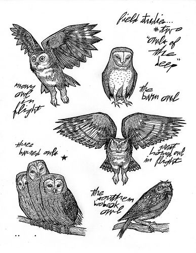 OWL PILE two of two by MATTY™, via Flickr Wing Reference, Draw An Owl, Owl Sketch, Open Wings, The Letter B, Wish Me Luck, Owls Drawing, Shadow Art, Owl Tattoo