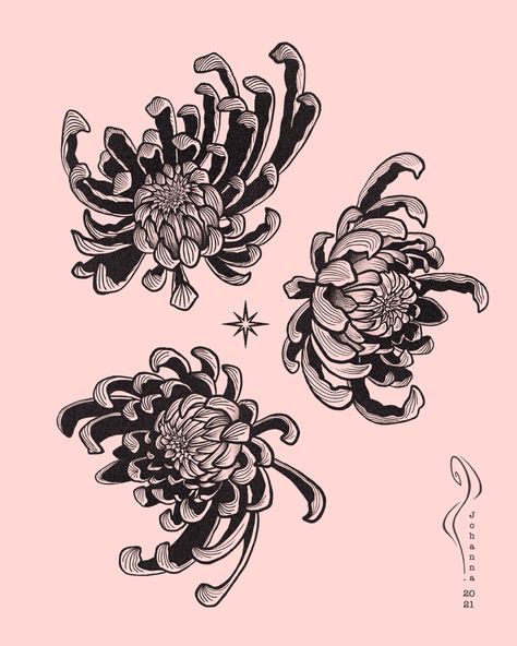 My original artwork of three soft pink and black japanese Chrysanthemum Flowers with a Star in the middle on a soft pink background. Japanese Chrysanthemum Tattoo, Tattoo Chrysanthemums, Japanese Chrysanthemum, Chrysanthemum Tattoo, Pink Tattoo, Black Japanese, Dark Art Tattoo, Chrysanthemum Flower, Tattoo Inspo