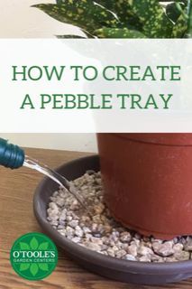 Did you know that a pebble tray is an easy solution for your humidity-loving houseplants? Click to learn about how to create a pebble tray for your houseplants on the blog. #Houseplant #Houseplants #OToolesGardenCenters #PebbleTray Humidity Tray For Plants Diy, Mini Orchard, Garden Landscaping Ideas, Plant Diy, Homestead Ideas, Plant Saucer, Plant Tray, Homestead Gardens, Backyard Gardening