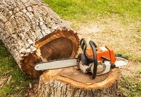 8 Tips for Felling a Tree Safely - Bob Vila Kill Tree Roots, Tree Lopping, Tree Removal Service, City Tree, Stump Removal, Land Clearing, Aerate Lawn, Tree Felling, Tree Pruning