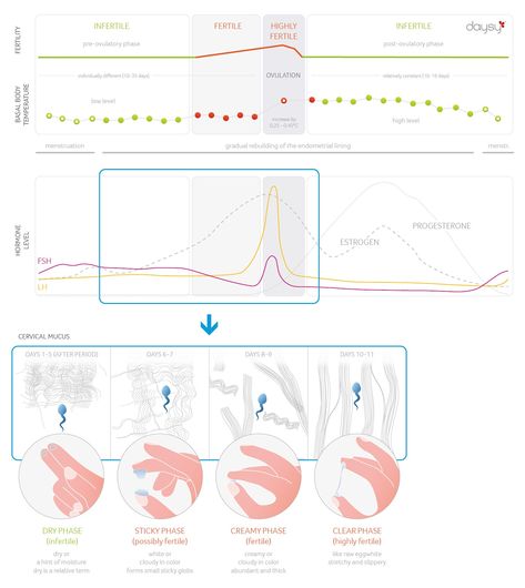 Our graph shows the relationship between fertility, basal body temperature, hormones, and the consistency of cervical mucus before ovulation. Learn more about how cervical mucus can change throughout your cycle on our website! Basal Body Temperature Chart, Ovulatory Cycle, Ovulation Symptoms, Ovulation Cycle, Fertility Awareness Method, Ovulation Tracking, Natural Family Planning, Basal Body Temperature, Cervical Mucus