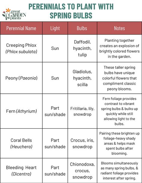 Perennials & Shrubs To Plant With Spring Bulbs How To Plant Bulbs, Plant Bulbs, Creeping Phlox, Coral Bells, Perennial Shrubs, Bulk Up, Spring Bulbs, Welcome Spring, Planting Bulbs