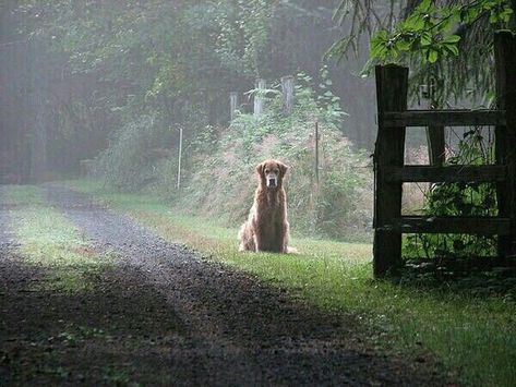 oldfarmhouse: “Foggy road http://pin.it/U64It2g ” Mans Best Friend, Animals Friends, Dog Life, I Love Dogs, Beautiful Creatures, Animals Beautiful, Dog Love, Animals And Pets, Best Dogs