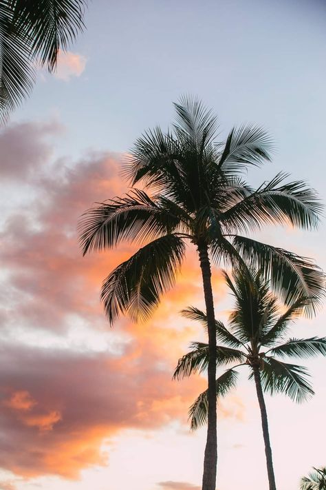 Palm Tree Pictures, Tree Pictures, Download Free Images, Palm Tree, Free Images, Palm Trees, Trees