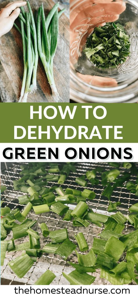 How to Dehydrate Green Onions, Preserve & Use them! - The Homestead Nurse How To Dehydrate Green Onions, How To Store Onions For Winter, Dehydrated Green Onions, How To Save Green Onions, Dehydrating Green Onions, Drying Green Onions, Preserve Green Onions, How To Dehydrate Onions, Green Onions Storing