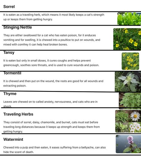 Warriors Medicine Cat Herbs, Warrior Cats Herb Guide, Warrior Cats Medicine Cat Guide, Warrior Cats Herbs, Warrior Code, Warriors Memes, Herb Guide, Toyger Cat, Cat Medicine