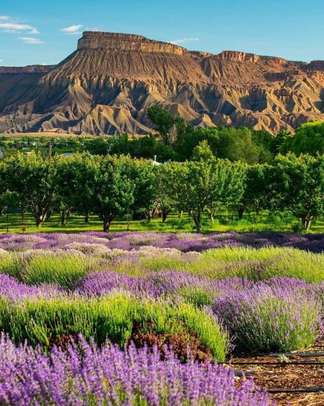 Colorado Life, California Zephyr, Grand Junction Colorado, Tattoo Time, Colorado Landscape, Visit Colorado, Grand Junction, Colorado Homes, Colorado Usa