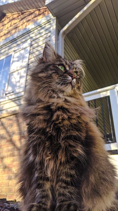 cat fur, fluffy, brown, green eyes Brown Fluffy Cat Aesthetic, Brown Cat Fluffy, Long Haired Brown Tabby Cat, Brown Tabby Cat Long Hair, Dark Brown Tabby Cat, Brown Tabby Cat Aesthetic, Brown Fluffy Cat, Fluffy Cat Aesthetic, Brown Cat Aesthetic