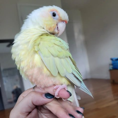 Green Cheeked Parakeet, Colourful Animals Photography, Colorful Animals Photography, Moon Cheek Conure, Colorful Birds Photography, Cute Parrots, Goofy Animals, Bird Room, Cool Birds