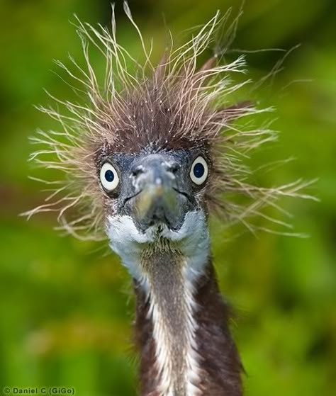 .frazzled one  ;) Funny Birds, 웃긴 사진, E Card, Bad Hair Day, Emu, Funny Animal Pictures, Bad Hair, Animal Photo, Jack Russell