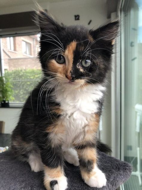 Kat Diy, Calico Cats, Söt Katt, Cute Cats Photos, Cute Animals Images, Fluffy Animals, Cute Animal Photos, Cute Cats And Kittens