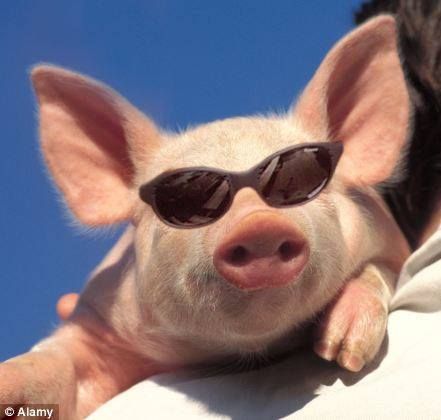 Don't you wish you could be like the cool pigs ♫ Funny Pig Pictures, Animal Captions, Pig Pictures, Sea Of Cortez, Funny Postcards, Funny Pigs, Happy Birthday Girls, Funny Animal Photos