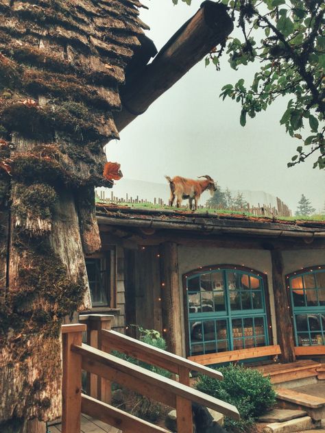 Goats on the roof at Coombs Market in Parksville BC near the TIgh-na-Mara Resort in Parksville BC Tigh Na Mara, Parksville Bc, Coombs Bc, Petty Harbour Maddox Cove Canada, Vancouver Island Hikes, Davie Village Vancouver, Goats On The Roof, Victoria Vancouver Island, Vancouver Island Wildlife