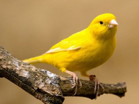 Canary Birds, Easy Pets, Bird Graphic, Bird Care, Yellow Bird, Pet Bird, Bird Pictures, Tropical Birds, Pretty Birds