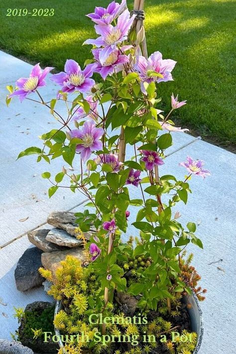 Clematis Trellis Ideas, Clematis Trellis, Sweet Autumn Clematis, Growing Vegetables In Pots, Autumn Clematis, Clematis Plants, Trellis Ideas, Overwintering, The Deck