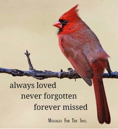 Mom & Dad ... 💔😇💔😇 Cardinal Birds Meaning, Cardinal Quotes, Cardinals Birds, Signs From Heaven, Memory Quotes, Missing Mom, In Loving Memory Quotes, Miss Mom, Bird Quotes