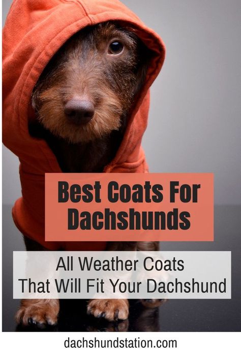 Dashunds Puppies, Dachshund Raincoat, Dachshund Dog Sweaters, Doggie Sweaters, Dachshund Accessories, Dachshund Facts, Sam Jones, Dog Life Jacket, Daschund Puppies