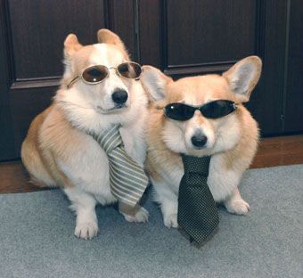 Corgi Dogs, Wearing Sunglasses, Sunglasses, Memes, Dogs, Funny