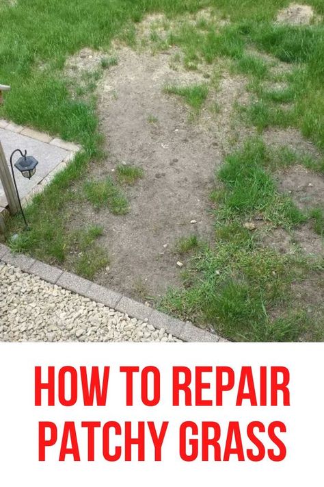 How to Repair Patchy Grass How To Over Seed Your Lawn, How To Get Your Grass To Grow Back, Replanting Grass Lawn, How To Sod A Yard, Lawn Maintenance Tips, How To Grow Your Own Sod, Fast Growing Grass Seed, How To Fix Lawn, How To Lay Grass Seed