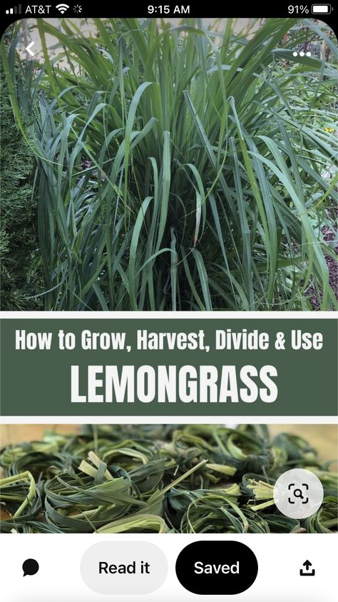 Grow Lemongrass, Tools Tattoo, Lemongrass Plant, Aesthetic Gardening, Gardener Aesthetic, Wallpaper Garden, Garden Nails, Gardening Aesthetic, Garden Tattoo