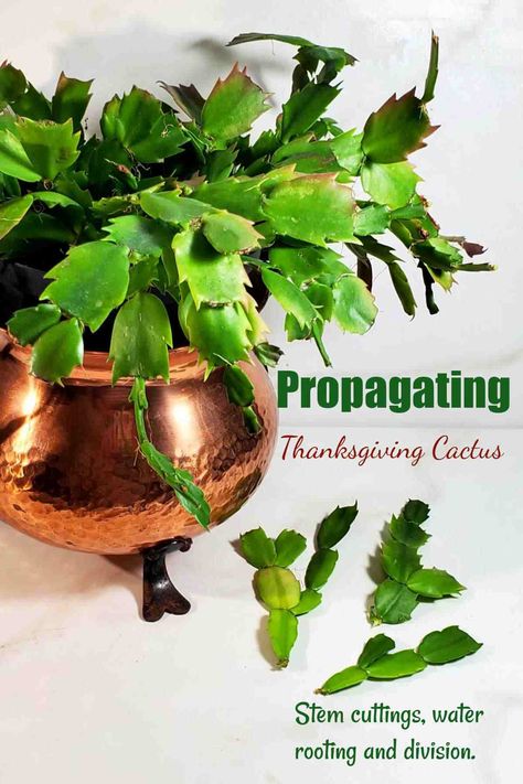 Get an in-depth look at Thanksgiving cactus propagation. Whether you're a seasoned gardener or a novice, our comprehensive guide offers valuable insights, step-by-step instructions, and care tips to help you successfully propagate and nurture these beautiful cacti. Explore the secrets to growing your own lush, vibrant Thanksgiving cactus and multiply your indoor garden. Check out the full post on The Gardening Cook! How To Propagate Thanksgiving Cactus, Propagating Thanksgiving Cactus, Thanksgiving Cactus Propagation, Thanksgiving Cactus Care, Propagate Cactus, Cactus Propagation, Propagating Cactus, Christmas Cactus Propagation, Propagation Tips