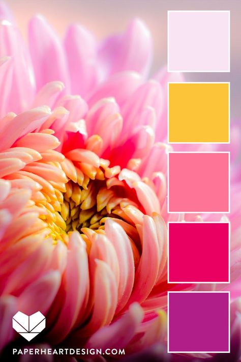 Group Home Ideas, Chrysanthemum Colors, Pink Color Palette Colour Schemes, Color Inspiration Colour Palettes, Pink Palette Color, Color Palette 4 Colors, Color Pallets Inspiration, Flower Colour Palette, Color Palette Flowers