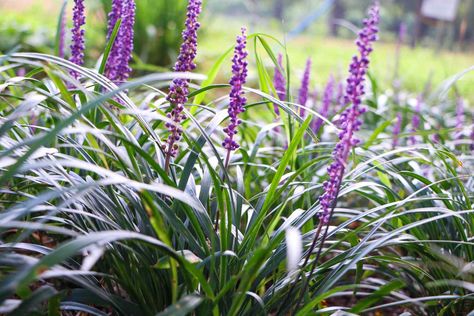 15 Must-Have Plants for Small Gardens Small Garden Plants, Liriope Muscari Big Blue, Plants For Small Gardens, Lily Turf, Liriope Muscari, Growing Cucumbers, Plants To Grow, Ground Cover Plants, Summer Vegetable