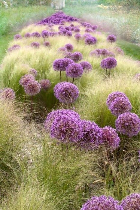 Mexican Feather Grass, Prairie Garden, Grasses Garden, Have Inspiration, Plant Combinations, Ornamental Grasses, Recycled Crafts, Front Garden, Grasses